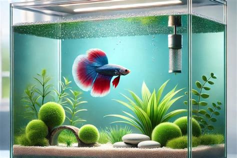 peixe beta|Peixe Beta: Como Cuidar, Alimentar e Manter Seu Betta .